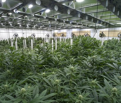 Cannabis production facility