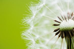 Link to Sustainability and International Standards. Image of a dandelion clock.