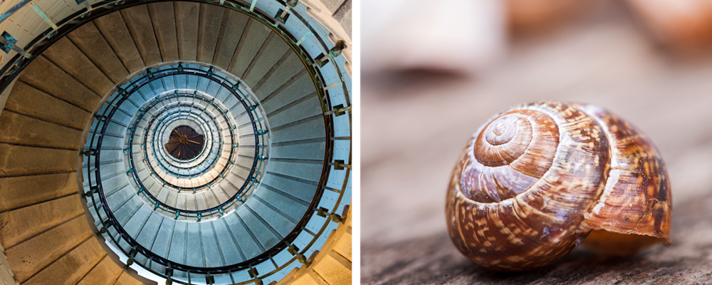 Image comparing spiral staircase design to a seashell